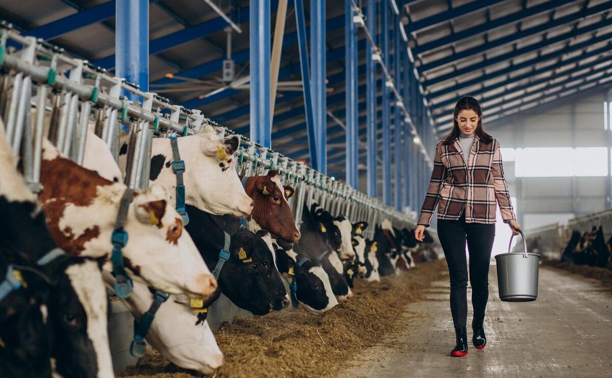 Young woman with bucket and at the cowshed feeding cows