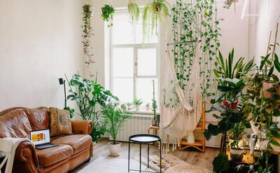 Creative design of room with laptop on leather sofa and collection of greenery plants in pots near shiny window