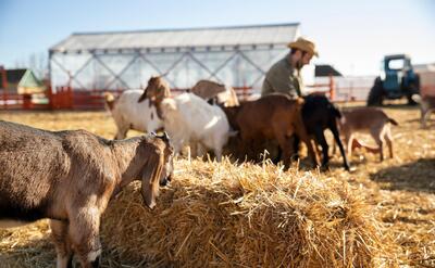 Young farmer spending time with his goats at the farm