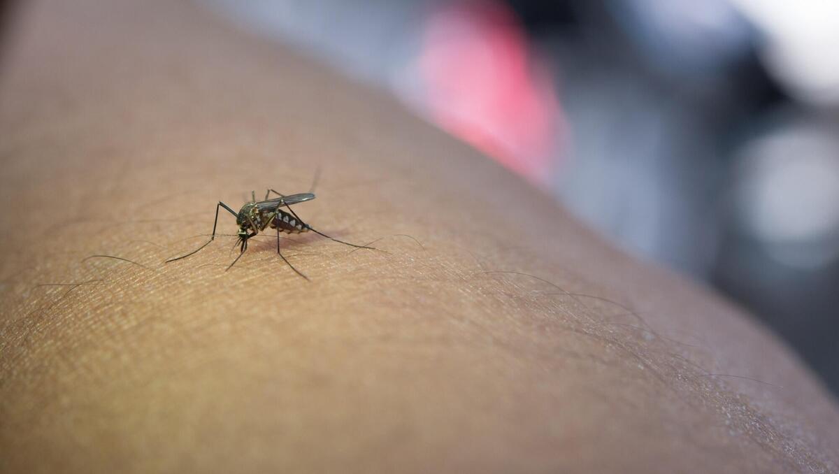 Close-up of mosquito sucking blood from human arm.